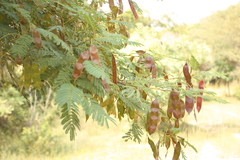 Acacia ferruginea